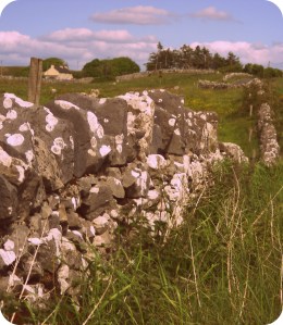 Irish Fences 007-1
